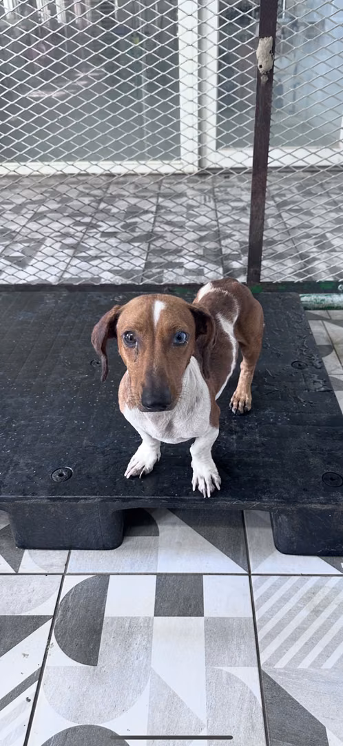 Brown-and-white adult male mixed-breed dog, Medium, shelter no. …4002