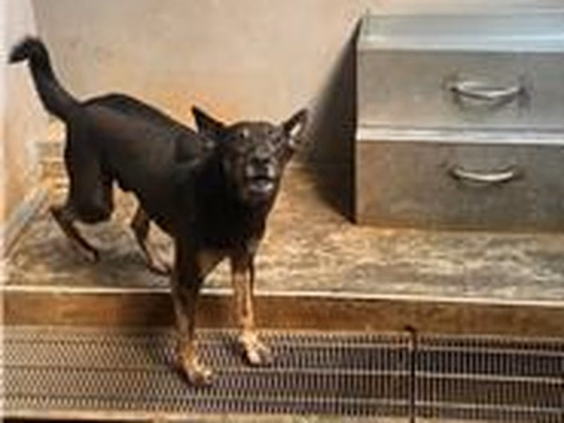 Black-and-gray adult male mixed-breed dog, Medium, shelter no. …2205