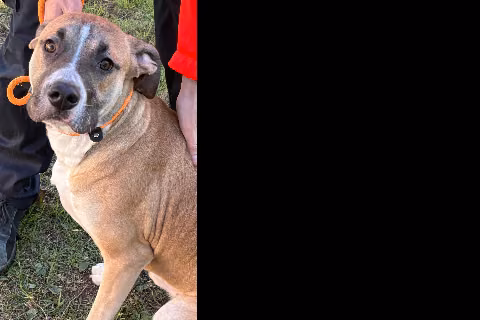 Cooper, Young · Male · American Staffordshire Terrier