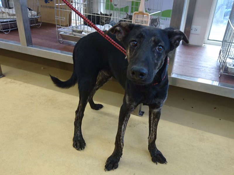 Black adult male mixed-breed dog, Medium, shelter no. …1615