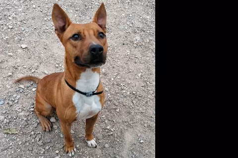 Chulo, Senior · Male · Large · American Staffordshire Terrier