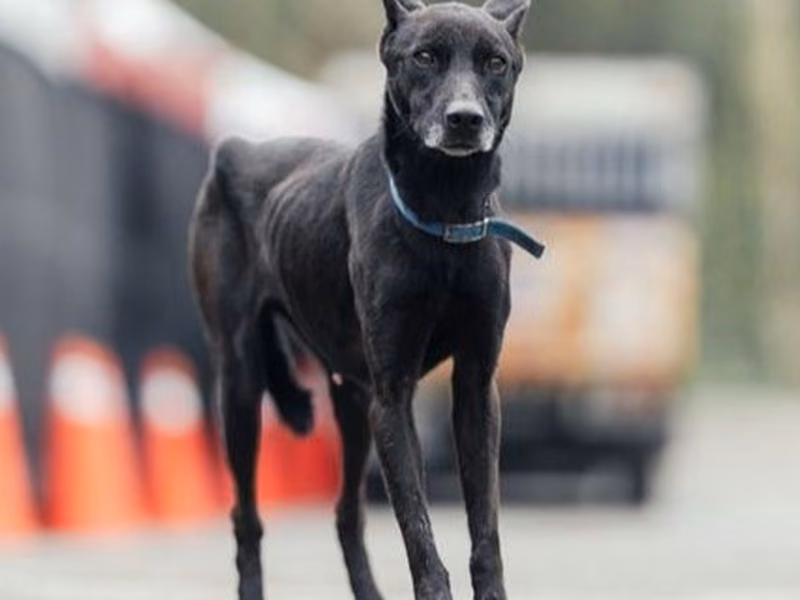 Black adult female mixed-breed dog, Medium, shelter no. …9009