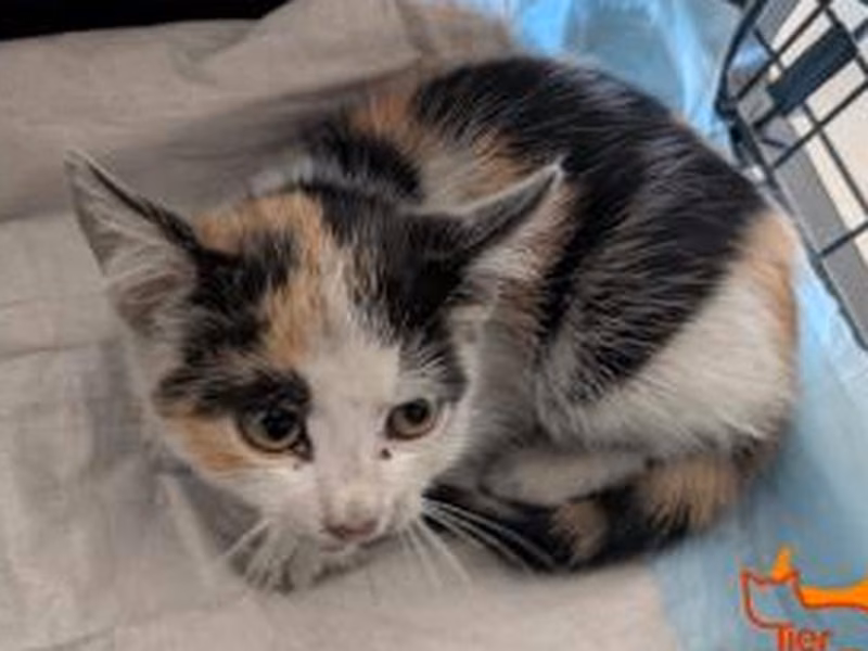 Young female European Shorthair, shelter no. …4163