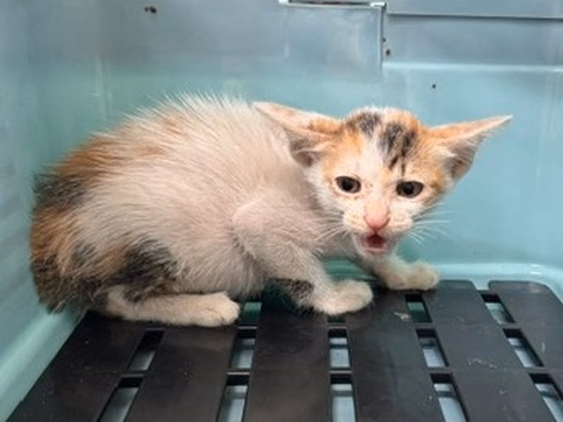 Calico young mixed-breed cat, Small, shelter no. …1006