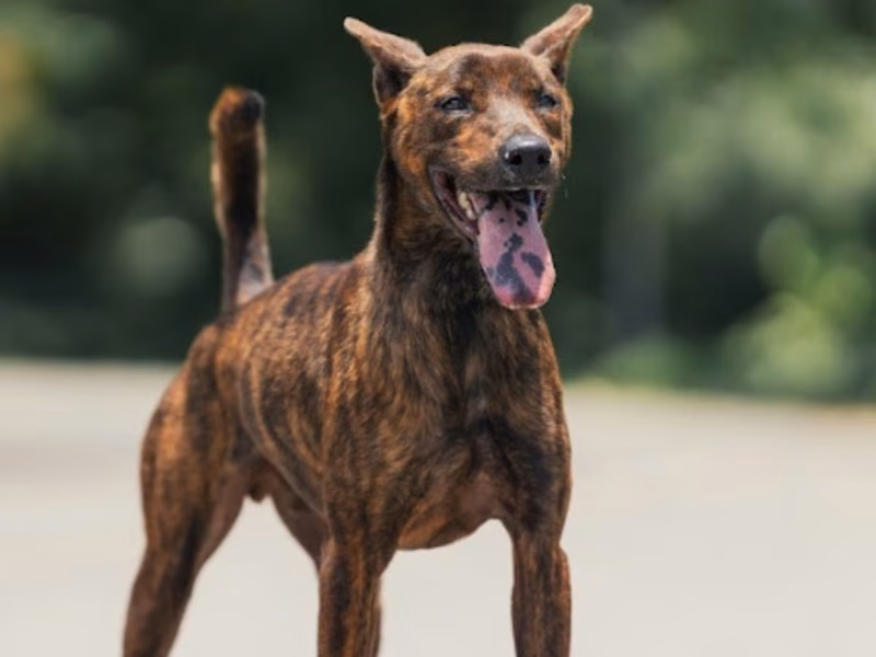 Tabby adult male mixed-breed dog, Medium, shelter no. …1004
