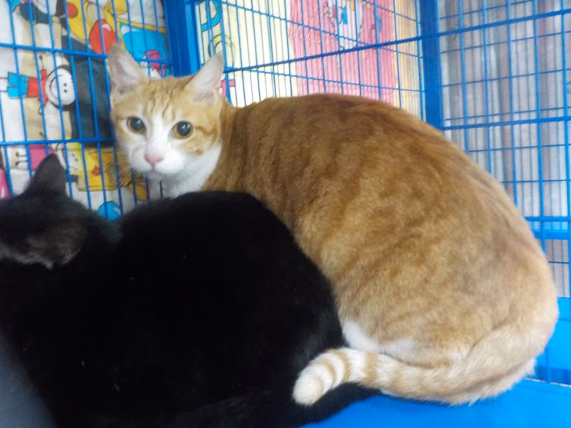 Orange-and-white adult female mixed-breed cat, Small, shelter no. …25C5