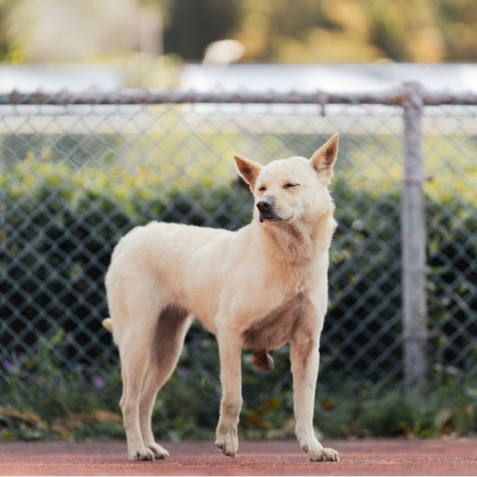 White adult female mixed-breed dog, Medium, shelter no. …3004