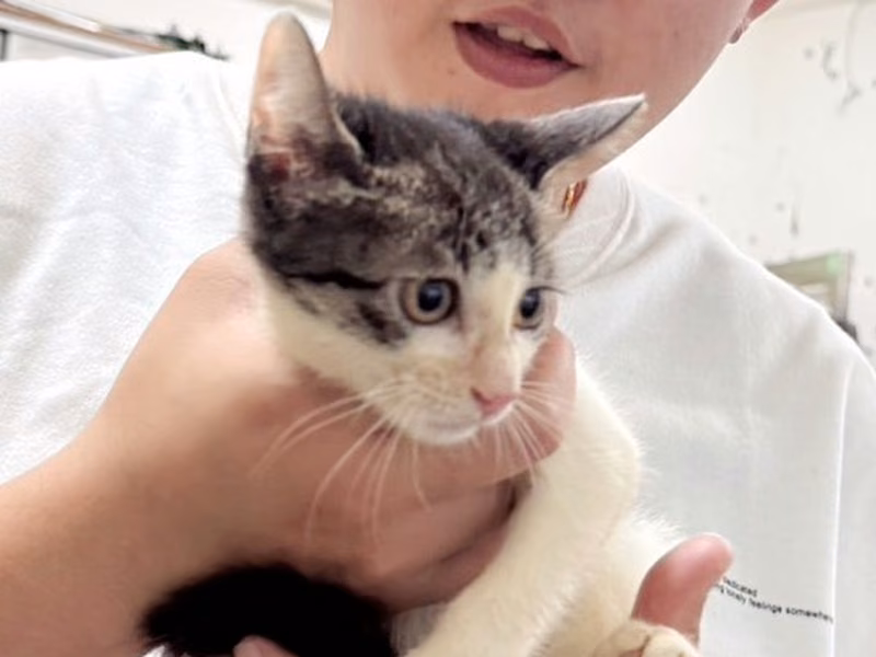 Tabby-and-white young female mixed-breed cat, Medium, shelter no. …0001