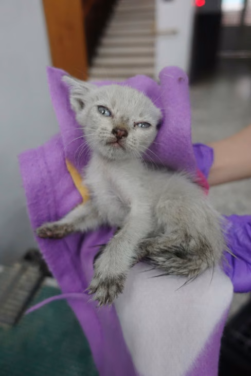 Black-and-white young mixed-breed cat, Small, shelter no. …1250