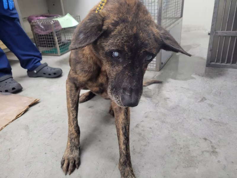 Tabby adult male mixed-breed dog, Medium, shelter no. …1102