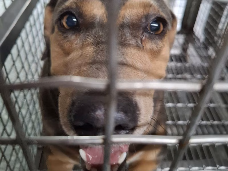 Black-and-tan adult female mixed-breed dog, Medium, shelter no. …2-03