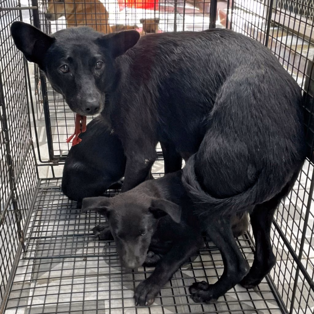 Black adult female mixed-breed dog, Large, shelter no. …3006