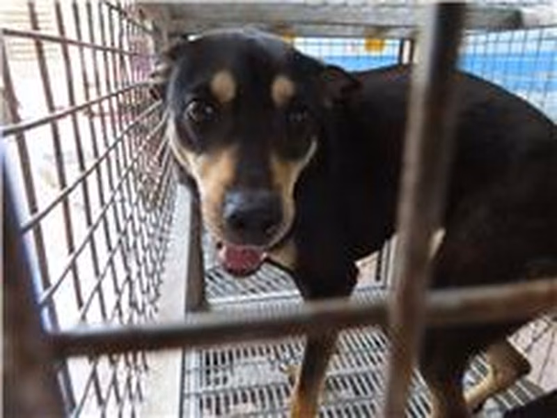 Black-and-tan adult female mixed-breed dog, Large, shelter no. …8-12
