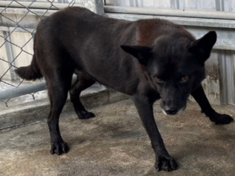 Black adult female mixed-breed dog, Large, shelter no. …053D