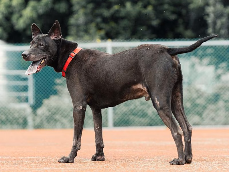 Black adult male mixed-breed dog, Medium, shelter no. …1906