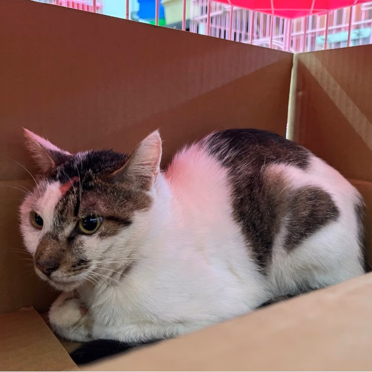 Tabby-and-white adult male mixed-breed cat, Medium, shelter no. …0603