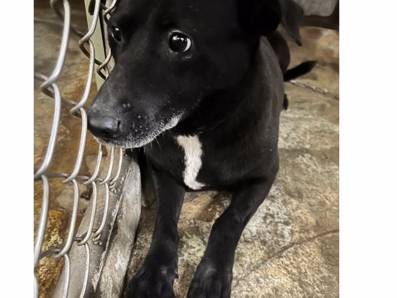 Black adult female mixed-breed dog, Medium, shelter no. …1001