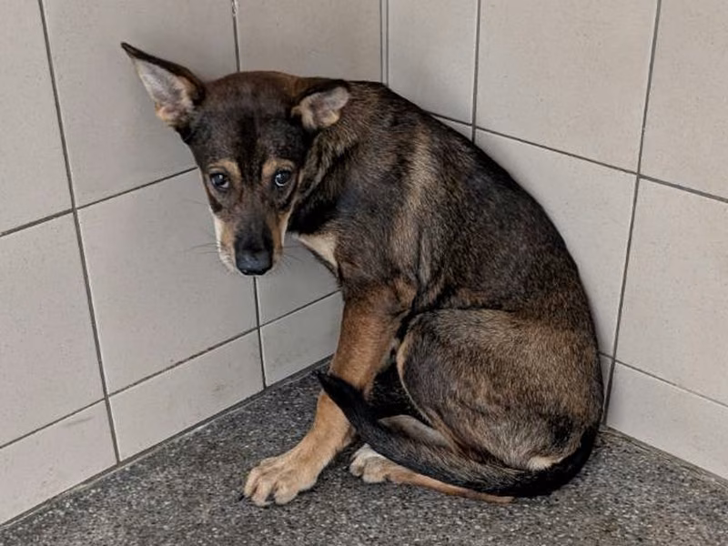 Tan adult female mixed-breed dog, Large, shelter no. …2709