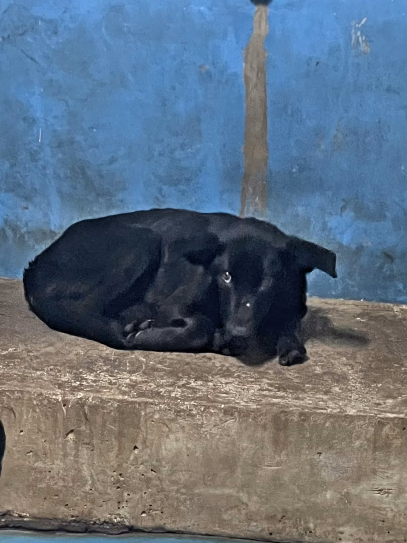 Black adult male mixed-breed dog, Large, shelter no. …1006