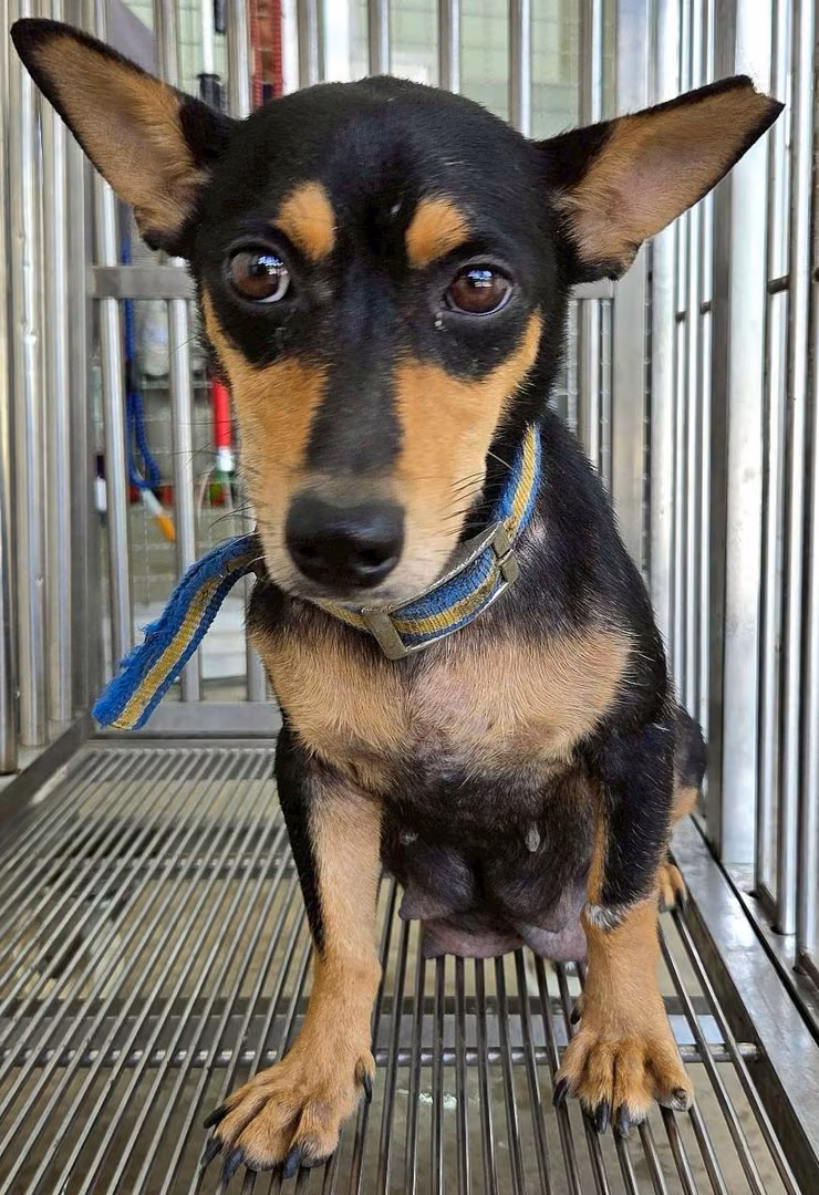 Black-and-brown adult female mixed-breed dog, Medium, shelter no. …3002