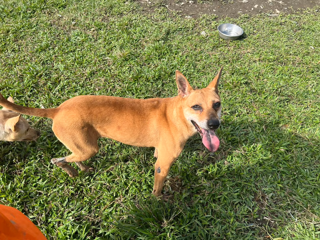 Tan adult female mixed-breed dog, Medium, shelter no. …1603