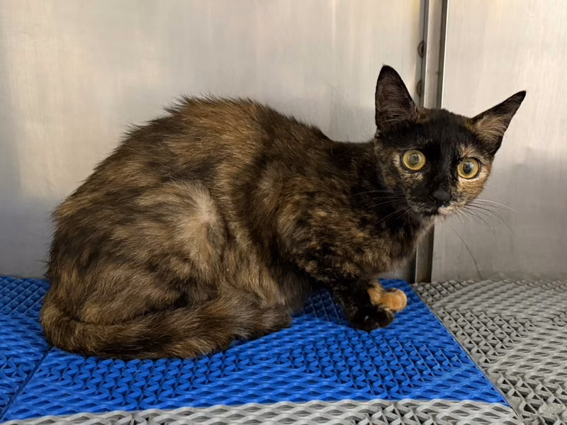 Adult female mixed-breed cat, Medium, shelter no. …2009