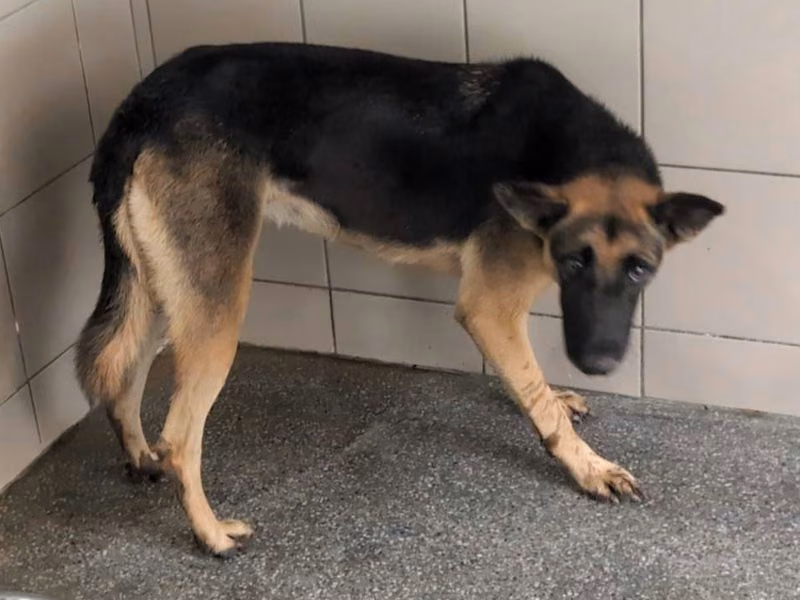 Black adult female mixed-breed dog, Large, shelter no. …2006