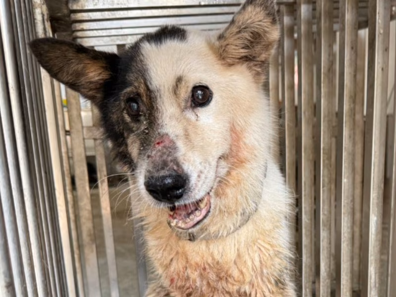 Patched-and-white adult female mixed-breed dog, Medium, shelter no. …1-02