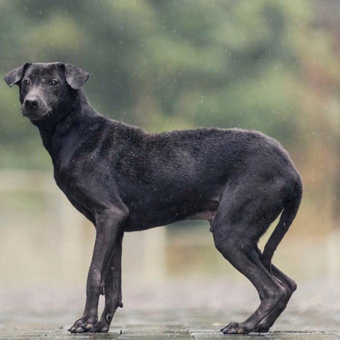 Black adult male mixed-breed dog, Medium, shelter no. …7001