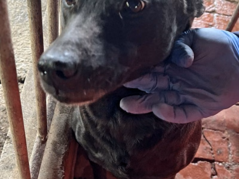 Black adult female mixed-breed dog, Large, shelter no. …047D
