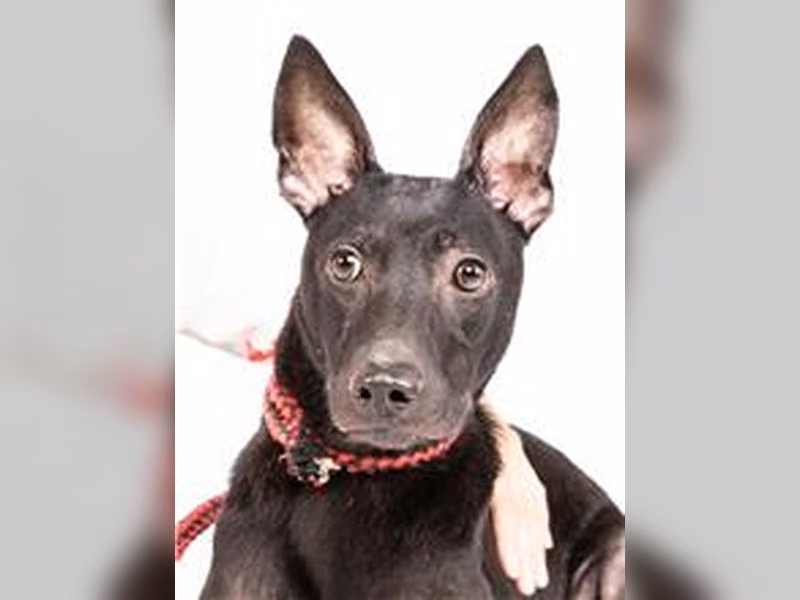 Black adult female mixed-breed dog, Medium, shelter no. …1709
