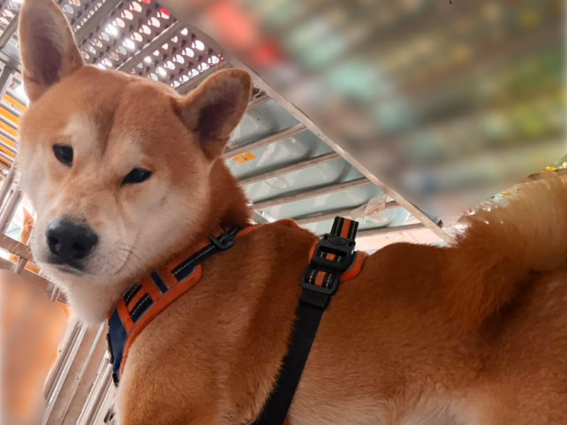 Tan-and-white adult male Shiba Inu, Medium, shelter no. …7001