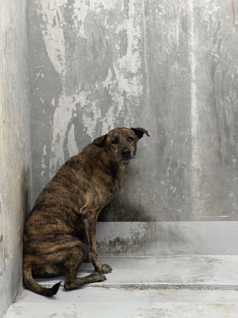 Tabby adult mixed-breed dog, Large, shelter no. …7003