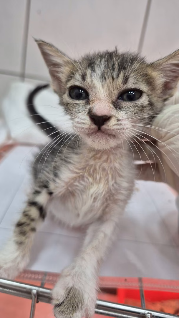 Tabby-and-white young female mixed-breed cat, Small, shelter no. …4004