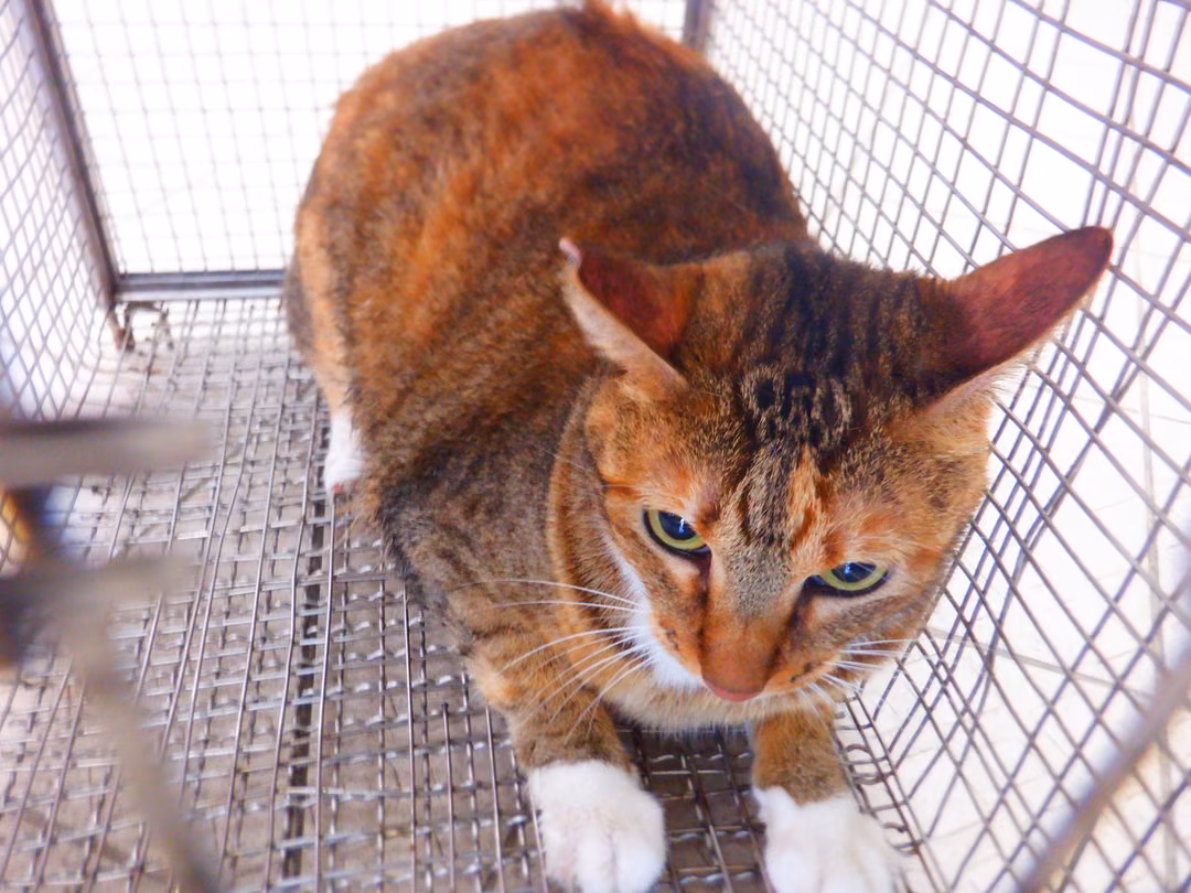Tabby adult female mixed-breed cat, Small, shelter no. …17C1