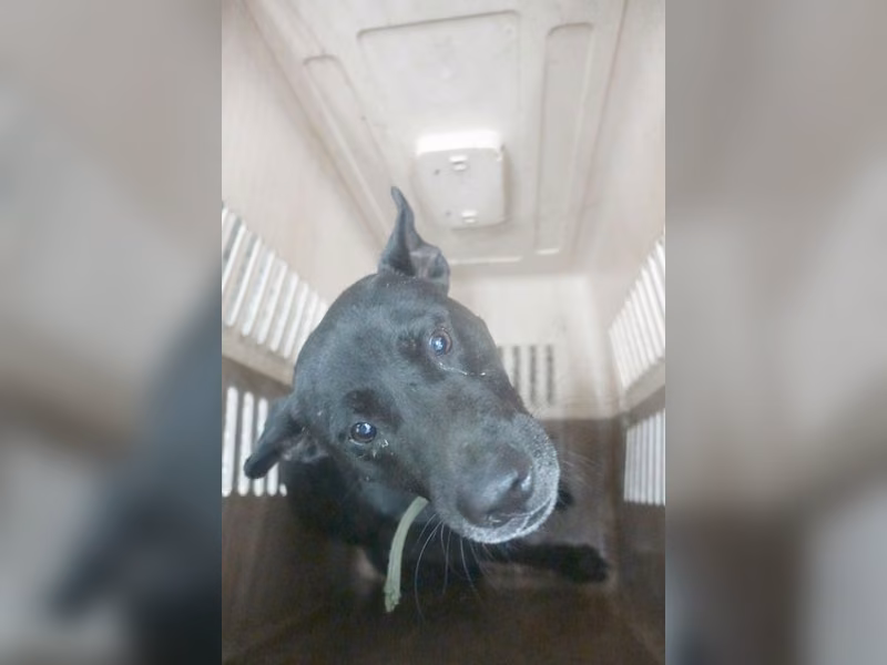 Black adult male mixed-breed dog, Large, shelter no. …0799