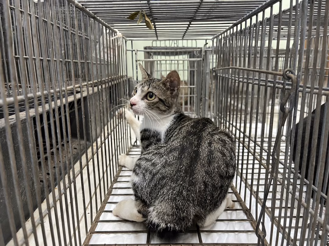 Adult female mixed-breed cat, Small, shelter no. …2C04