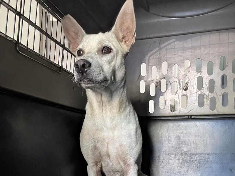 White young female mixed-breed dog, Medium, shelter no. …7001