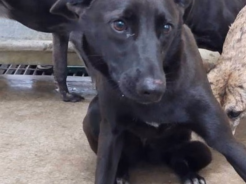 Black adult female mixed-breed dog, Medium, shelter no. …1303