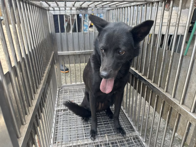 Black adult female mixed-breed dog, Medium, shelter no. …1007