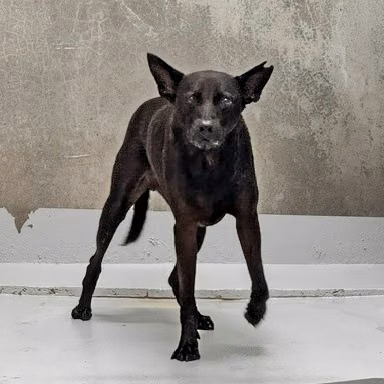 Black adult male mixed-breed dog, Large, shelter no. …8001