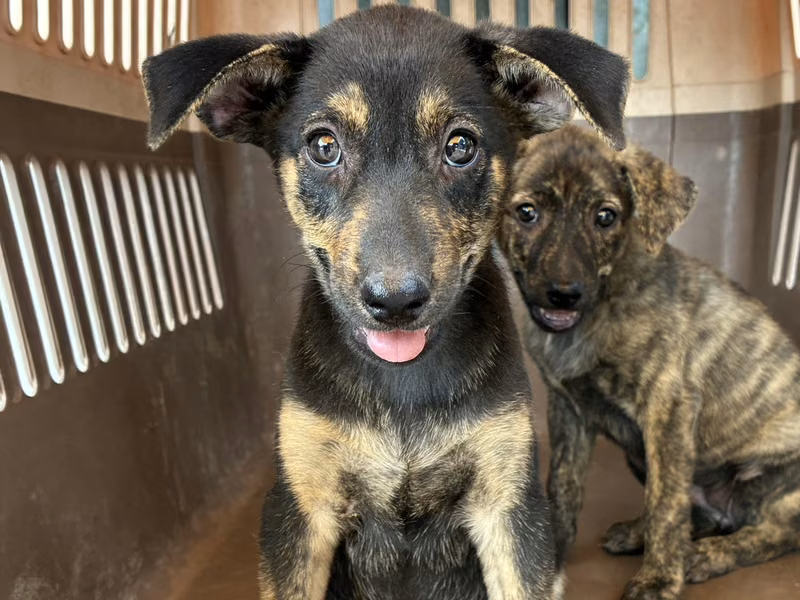 Black-and-tan young female mixed-breed dog, Small, shelter no. …5007