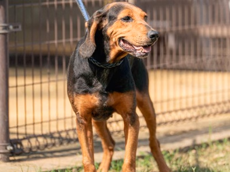 Black-and-brown adult male mixed-breed dog, Large, shelter no. …0803