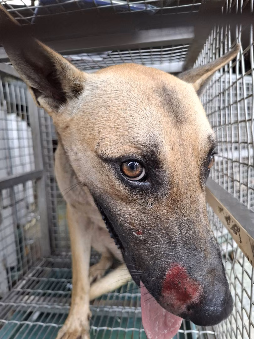 Tan adult male mixed-breed dog, Medium, shelter no. …2-05