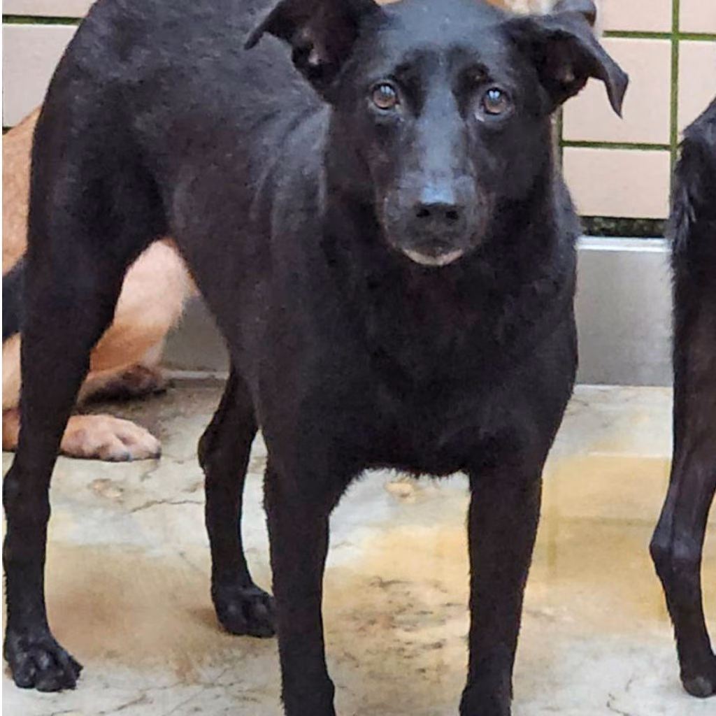 Black adult female mixed-breed dog, Medium, shelter no. …7003