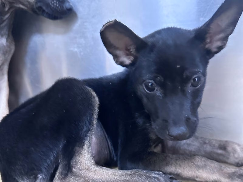 Black-and-tan young female mixed-breed dog, Small, shelter no. …2003