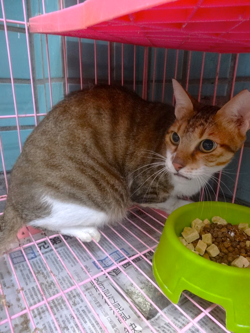 Tabby-and-white adult male mixed-breed cat, Large, shelter no. …1564