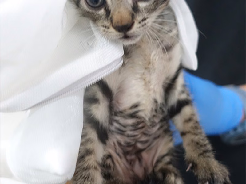 Tabby young mixed-breed cat, Small, shelter no. …0806