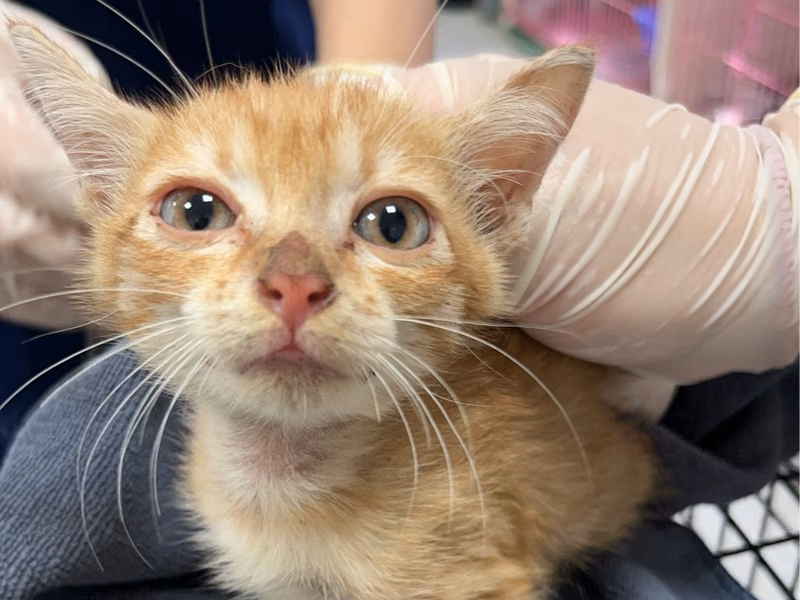Orange young male mixed-breed cat, Small, shelter no. …6013