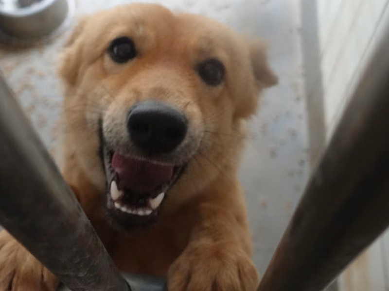 Tan adult female mixed-breed dog, Large, shelter no. …0542